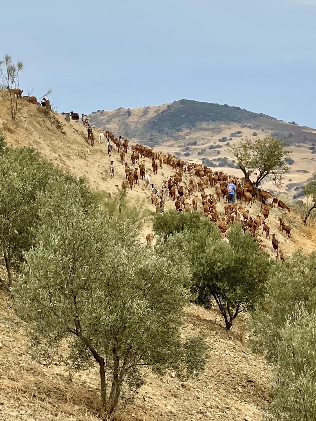 Finca El Sueno Andaluz Villanueva de la Concepción Eksteriør billede